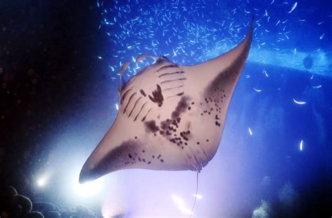 The Gentle Giants of Manta Majic Kona: Learning about Manta Ray Biology